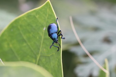 Chrysomelidae