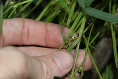 Scleria mackaviensis