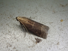 Pseudocadra cuprotaeniella