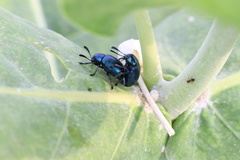 Chrysomelidae