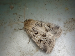 Spodoptera depravata