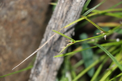 Scleria mackaviensis