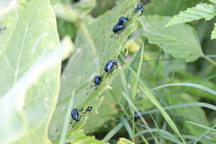 Chrysomelidae