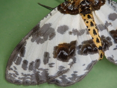 Abraxas miranda miranda