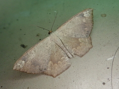 Peratostega deletaria