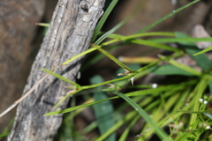 Scleria mackaviensis