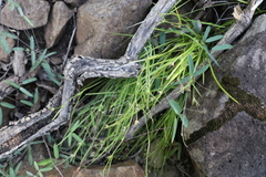 Scleria mackaviensis