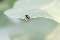 Tropidothorax maculatus