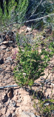 Muraltia macrocarpa