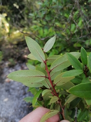 Gaultheria paniculata