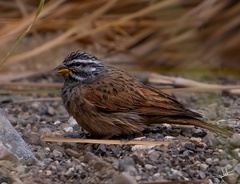Emberiza striolata
