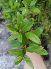 Gaultheria paniculata