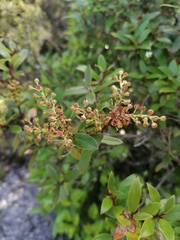 Gaultheria paniculata