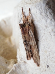Lithophane semibrunnea