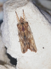 Lithophane semibrunnea