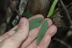 Galactia tenuiflora