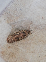 Agonopterix ciliella