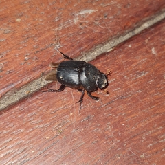 Onthophagus declivis