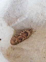 Agonopterix ciliella