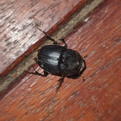 Onthophagus declivis