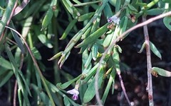 Muraltia muraltioides