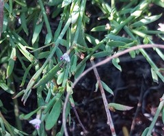 Muraltia muraltioides