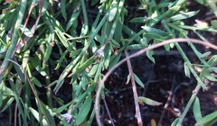 Muraltia muraltioides