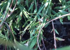 Muraltia muraltioides