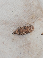 Agonopterix ciliella