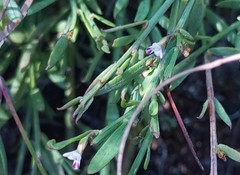 Muraltia muraltioides