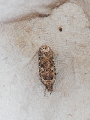 Agonopterix ciliella