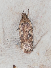 Agonopterix ciliella