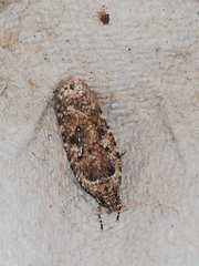 Agonopterix ciliella