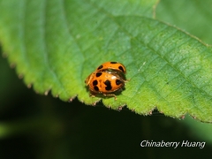 Propylea luteopustulata