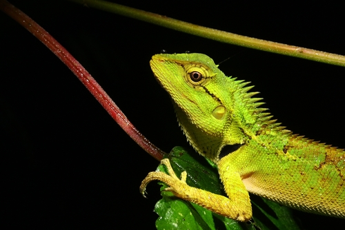 Forest Garden Lizard, Mae Chedi Mai, Wiang Pa Pao District, Chiang Rai 57260, Thailand, photo 10 of 10