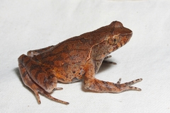 Xenophrys
