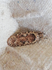 Agonopterix ciliella