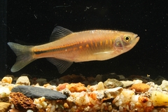 Devario laoensis