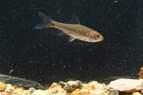 Stekelvin-raspkarper (Scaphiodonichthys acanthopterus) — Cyprinidae