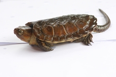 Platysternon megacephalum