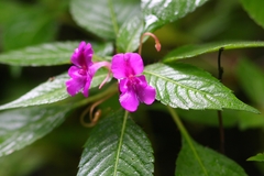 Impatiens santisukii