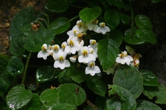 Petrocosmea kerrii
