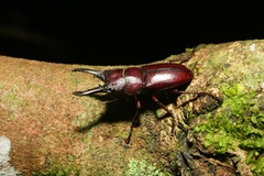 Epidorcus denticulatus