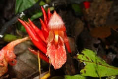 Zingiber longibracteatum