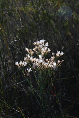 Limonium longifolium