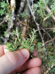 Pimelea tomentosa