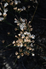 Limonium longifolium