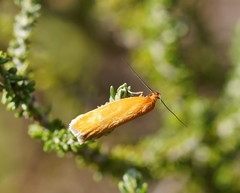Endeolena aurinatella
