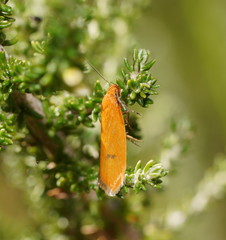 Endeolena aurinatella