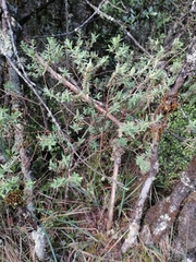 Pimelea tomentosa